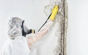 Best Post-Construction Mold Inspection in Bedford Heights, OH